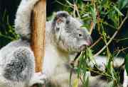 Koala Miniature